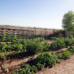 growing garden for produce